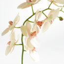 "NAPA Home & Garden, PHALAENOPSIS ORCHID DROP-IN COLLECTION"
