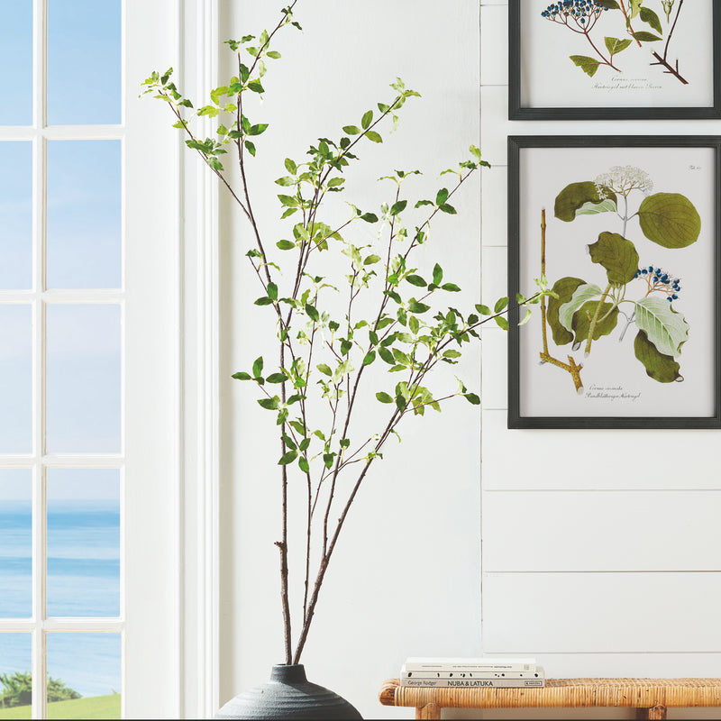 NAPA Home & Garden, PITTOSPORUM BRANCH 78",N4CC08