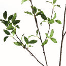 NAPA Home & Garden, PITTOSPORUM BRANCH 78",N4CC08