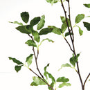 NAPA Home & Garden, PITTOSPORUM BRANCH 78",N4CC08