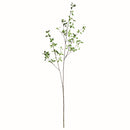 NAPA Home & Garden, PITTOSPORUM BRANCH 78",N4CC08