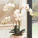 "NAPA Home & Garden, PHALAENOPSIS ORCHID DROP-IN COLLECTION"