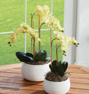 "NAPA Home & Garden, PHALAENOPSIS ORCHID DROP-IN COLLECTION"