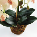 NAPA Home & Garden, PHALAENOPSIS ORCHID DROP-IN 23",N4CC1201PKL