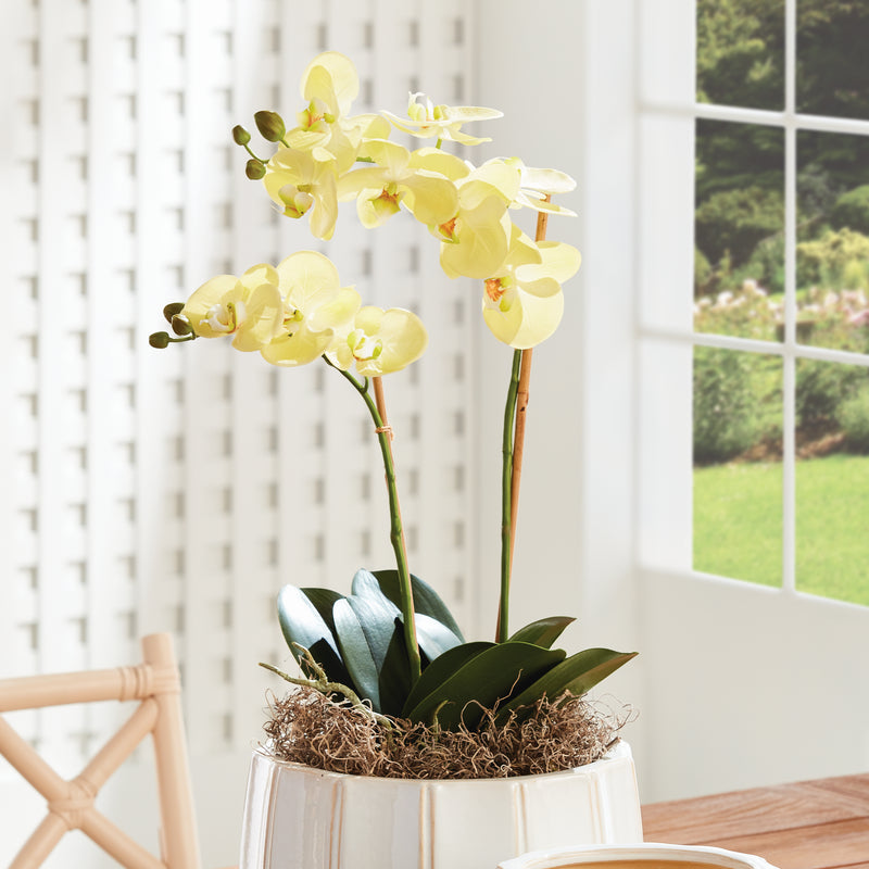 NAPA Home & Garden, PHALAENOPSIS ORCHID DROP-IN 23",N4CC1201YL