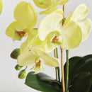 "NAPA Home & Garden, PHALAENOPSIS ORCHID DROP-IN COLLECTION"