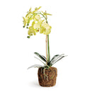 "NAPA Home & Garden, PHALAENOPSIS ORCHID DROP-IN COLLECTION"