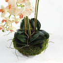 "NAPA Home & Garden, PHALAENOPSIS ORCHID DROP-IN COLLECTION"