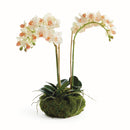 "NAPA Home & Garden, PHALAENOPSIS ORCHID DROP-IN COLLECTION"