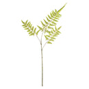 NAPA Home & Garden, BRACKEN FERN STEM,N4GP01