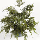 NAPA Home & Garden, PLUMOSA FERN DROP-IN 17",N4GP05