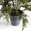 NAPA Home & Garden, PLUMOSA FERN DROP-IN 17",N4GP05
