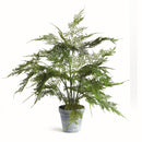 "Plumosa Fern Drop-In by NAPA Home & Garden"