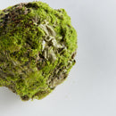 NAPA Home & Garden, MOSSY LICHEN ORB Collection