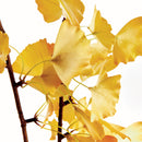Ginkgo Branch Decor by NAPA Home & Garden