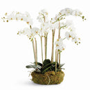 "NAPA Home & Garden, PHALAENOPSIS ORCHID DROP-IN COLLECTION"