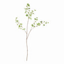 NAPA Home & Garden, JAPANESE DODAN BRANCH 50",N5CC35