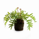 HARE'S FOOT FERN DROP-IN 12"