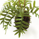 HARE'S FOOT FERN DROP-IN 12"