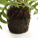 HARE'S FOOT FERN DROP-IN 12"