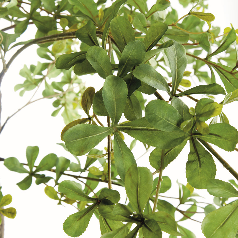 SHADY LADY OLIVE TREE DROP-IN 90"