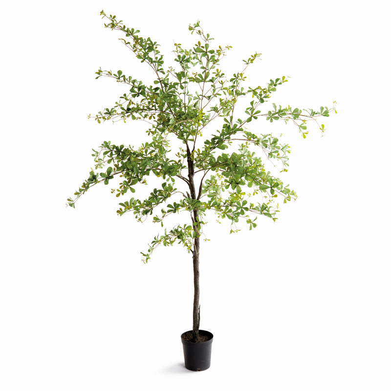 SHADY LADY OLIVE TREE DROP-IN 90"