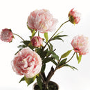 Peony Potted Drop-In