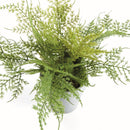 MINI PLUMOSA FERN POTTED 11"