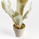 MINI STAGHORN FERN POTTED 11"