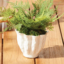 Lillian Pot Collection