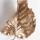 Colocasia Wall Art Large