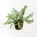 Birds Nest Fern Drop-In 13.5