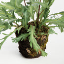 Birds Nest Fern Drop-In 13.5