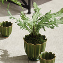 Birds Nest Fern Drop-In 9