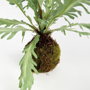 Birds Nest Fern Drop-In 9