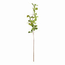 Shady Lady Black Olive Stems 28", Set Of 4