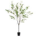 Shady Lady Black Olive Tree Drop-In 76"