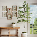 Shady Lady Olive Tree Drop-In 89"
