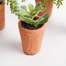 Potted Succulents 8.5", Set Of 6