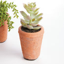 Potted Succulents 8.5", Set Of 6