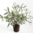 Olive Tree Drop-In 17.5"