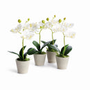 Mini Phalaenopsis Orchids Potted 9", Set Of 4