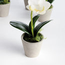 Mini Phalaenopsis Orchids Potted 9", Set Of 4