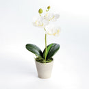 Mini Phalaenopsis Orchids Potted 9", Set Of 4