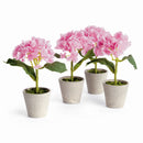 Mini Hydrangea Potted 8", Set Of 4