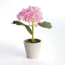Mini Hydrangea Potted 8", Set Of 4