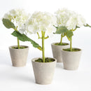 Mini Hydrangea Potted 8", Set Of 4
