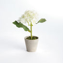 Mini Hydrangea Potted 8", Set Of 4