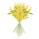 Mimosa Cuttings 11", Set Of 12