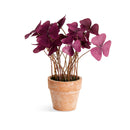 Mini Oxalis Potted Drop-In 7" St/4